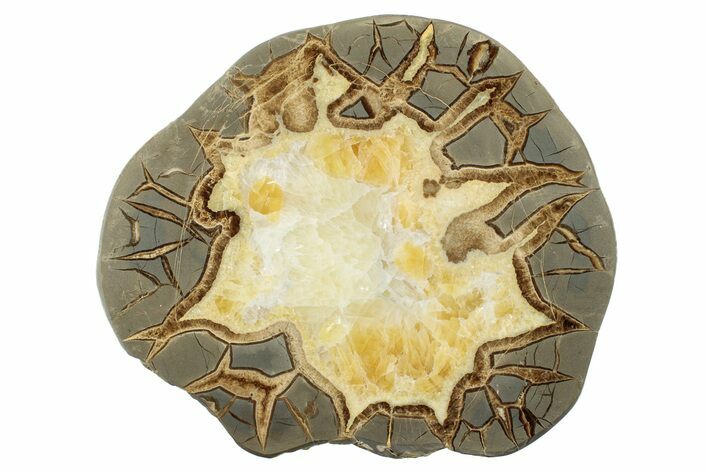 Polished Septarian Slab - Utah #246533